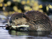 Фото новости